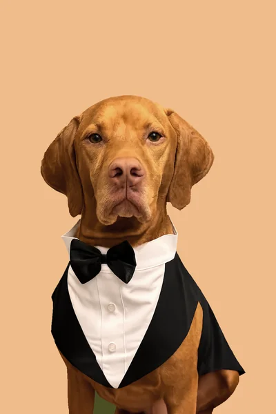 Riley, thú cưng hỗ trợ tinh thần